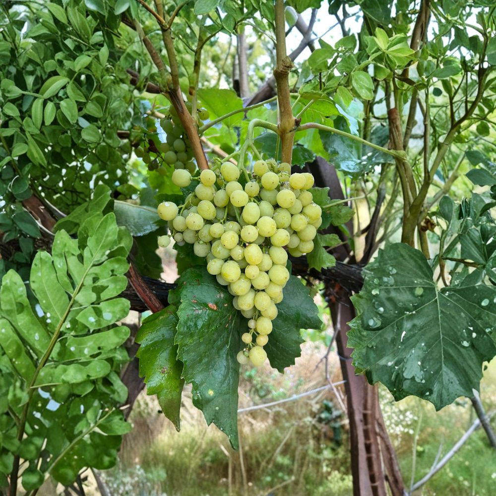 5 Diamond Muscat Seedless Grape Cuttings – Vitis vinifera Live Propagation, Sweet Muscat Table Grape Variety, 钻石玫瑰葡萄插条