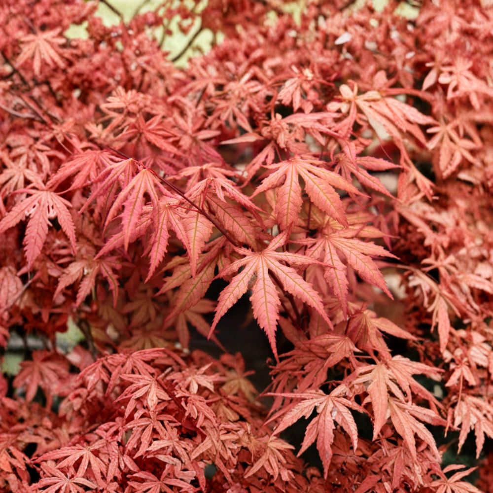 Acer palmatum ‘Nebula’ Japanese Maple – Reticulated Ghost Maple, Variegated Collector Tree, Container Plant, 25–35 Inches