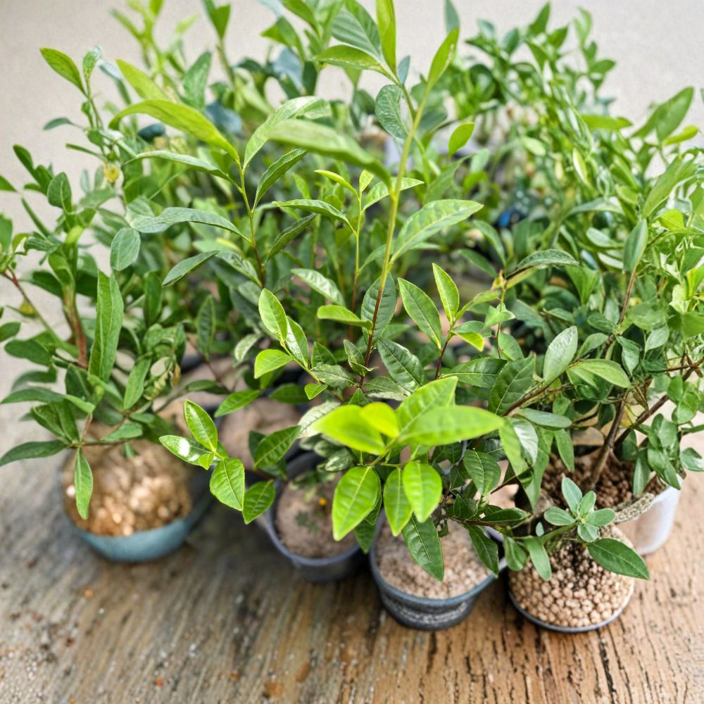 Camellia sinensis Anji White Tea Plant – Live Green Tea Plant in Nursery Pot | Rare Anji Bai Cha | Chinese Tea Variety
