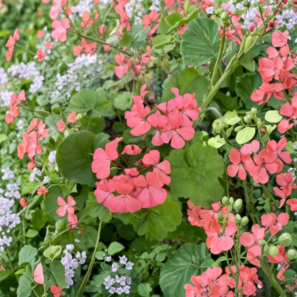Salmon Pink Geranium Seeds – Pelargonium Annual Flower for Containers & Baskets – Bright Summer Blooms – Easy to Grow, 15 Seeds