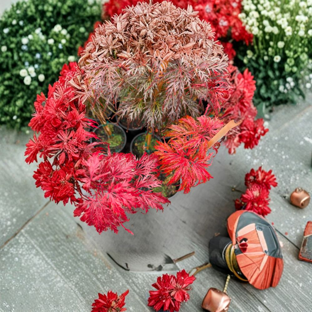 Acer palmatum dissectum Crimson Queen Weeping Japanese Maple Live Tree – Crimson Laceleaf Foliage, Container or Garden Plant