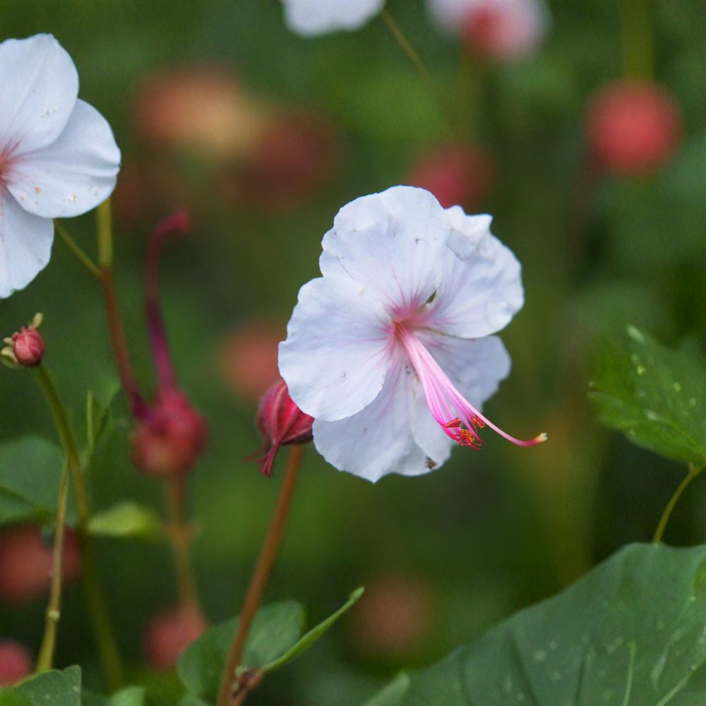 Biokovo Geranium Bare Roots – Hardy Cranesbill Perennial Ground Cover Plant with White & Pink Blooms, Easy to Grow, 3 Live Roots