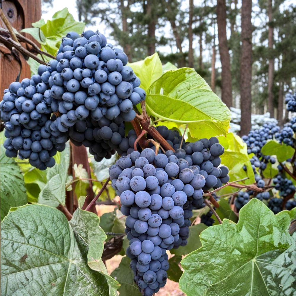 5 Thomcord Seedless Grape Cuttings – Vitis vinifera Live Propagation, Sweet Table Grape Variety, Easy to Grow, US Seller