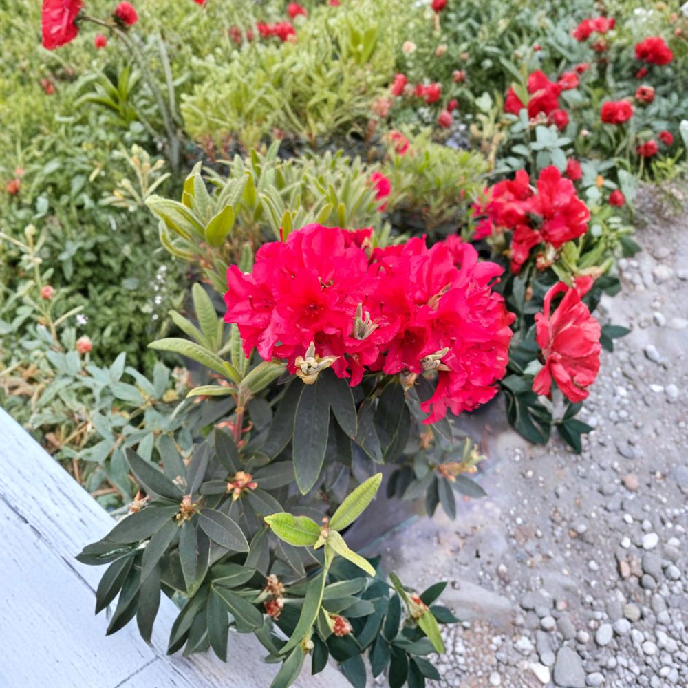 Rhododendron ‘Vulcan’s Flame’ Live Evergreen Shrub | Bright Red Blooms | Cold Hardy Landscape Plant | #3 Container Grown