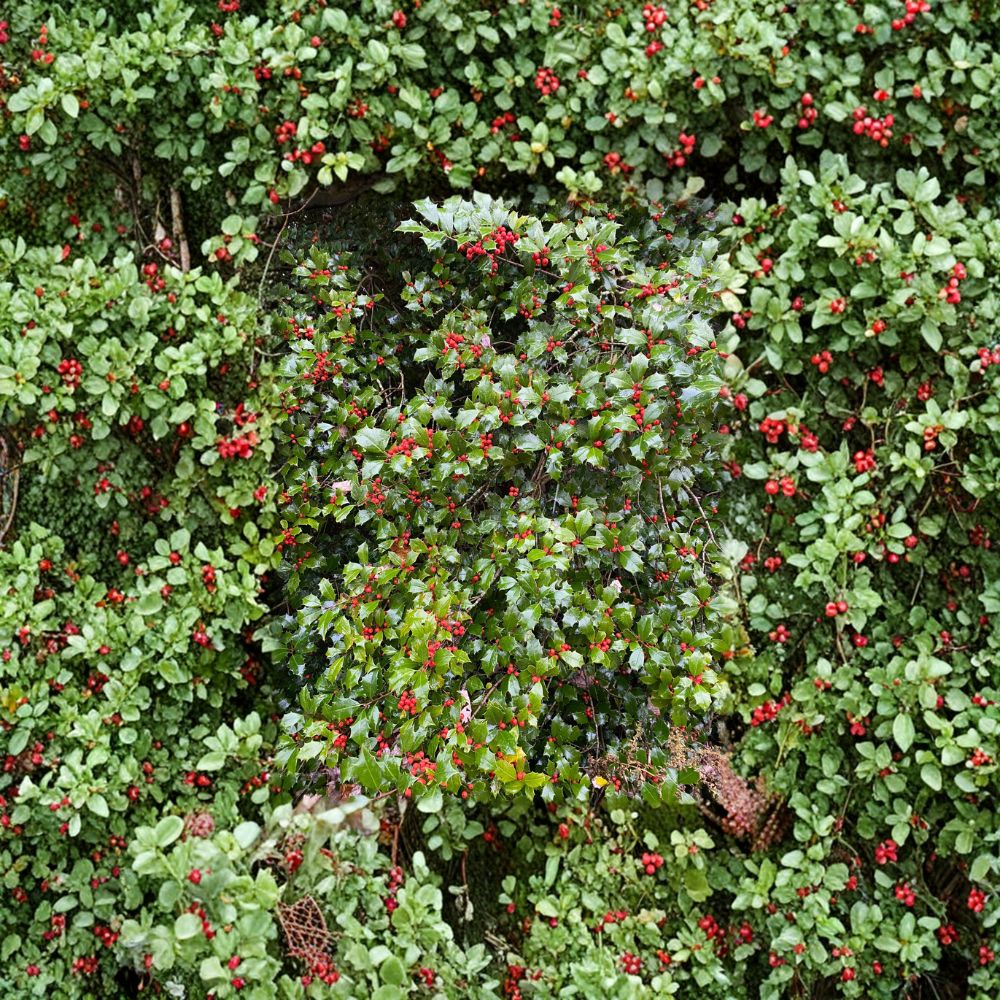 Carnival American Holly Live Plant Quart Pot Ilex opaca Female Evergreen Tree with Orange Red Berries