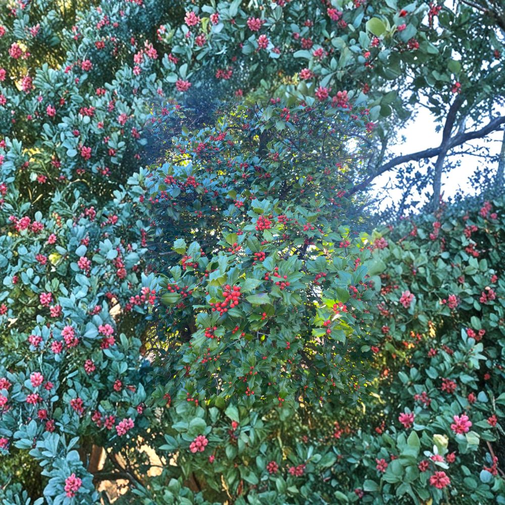 Cave Hill American Holly Live Female Evergreen Holly 1 Gallon Pot Ilex opaca Hardy Landscape Plant