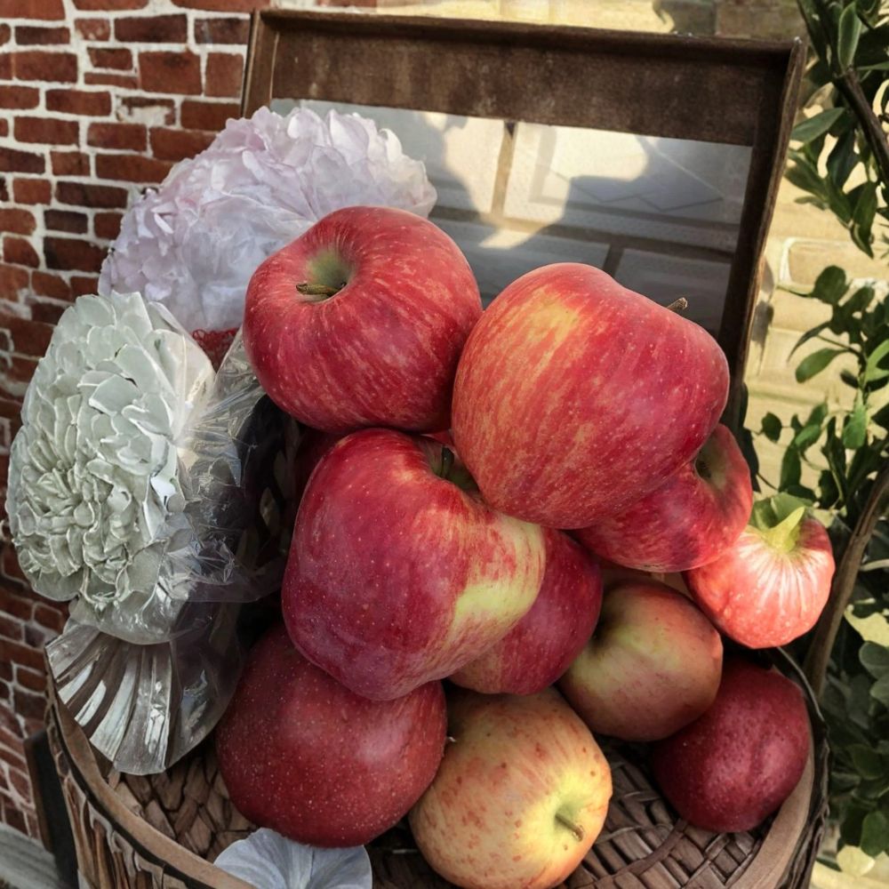 Rainbow Delicious Apple Tree – Live Bare Root Malus domestica with Striped Red & Yellow Apples, 32 Inches Tall