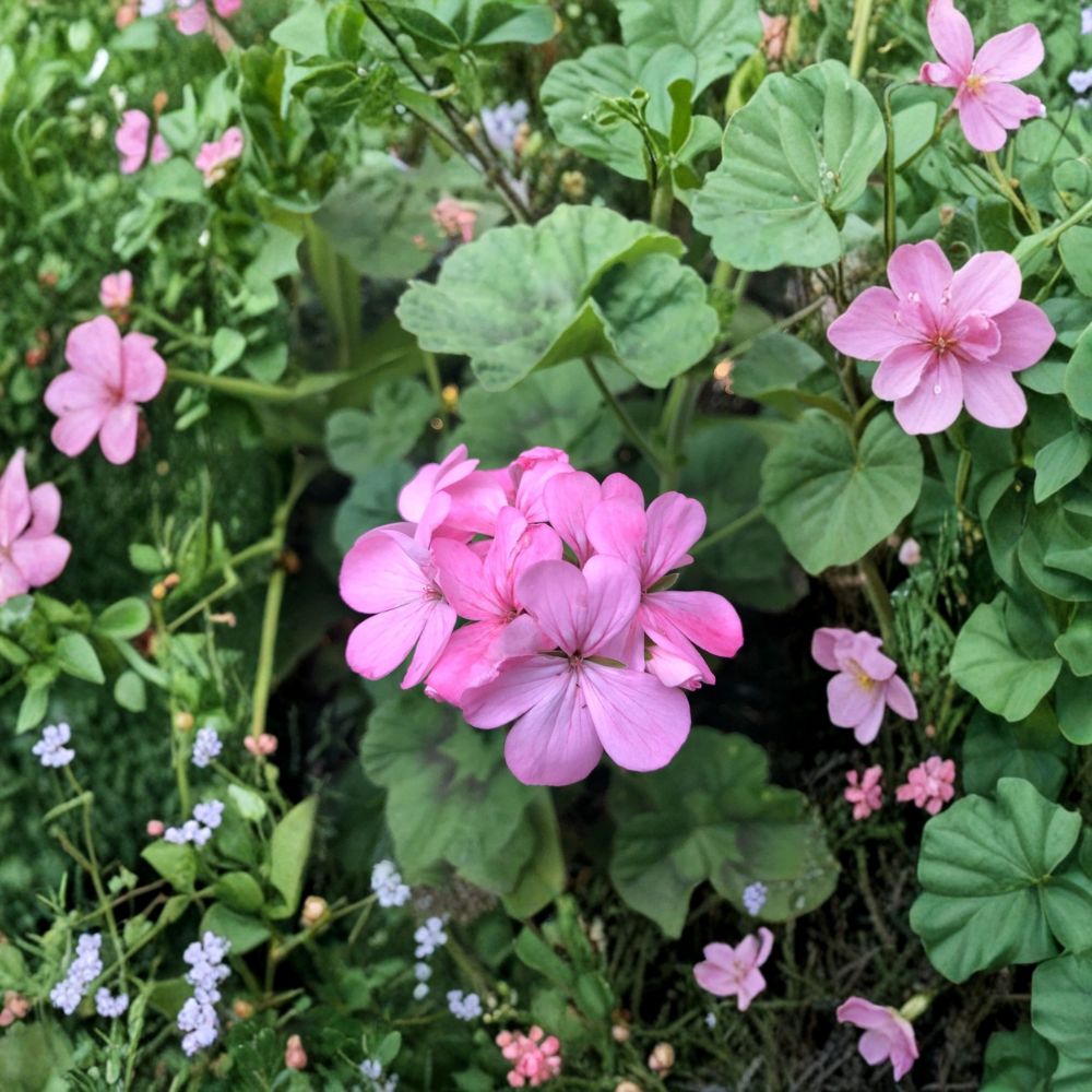 Bubblegum Pink Geranium Cuttings – Pelargonium Zonal 8-Inch Live Plant, Pastel Pink Flowers, Patio & Container Gardening, Fast Rooting Starter