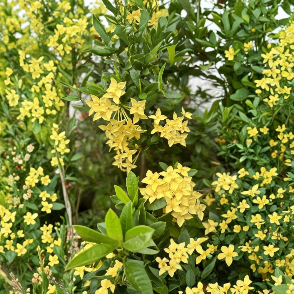 Yellow Ixora Coccinea Seeds – Tropical Flowering Shrub for Patio & Container, 5 Rare Seeds, Jungle Geranium, Easy to Grow