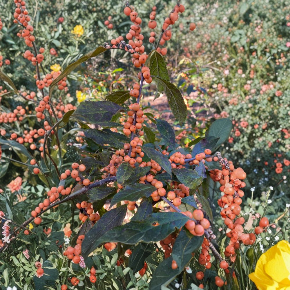 Winter Gold Winterberry Holly – Live Female Shrub in 4-Inch Pot with Orange Berries | Ilex verticillata | Cold Hardy Landscape Holly