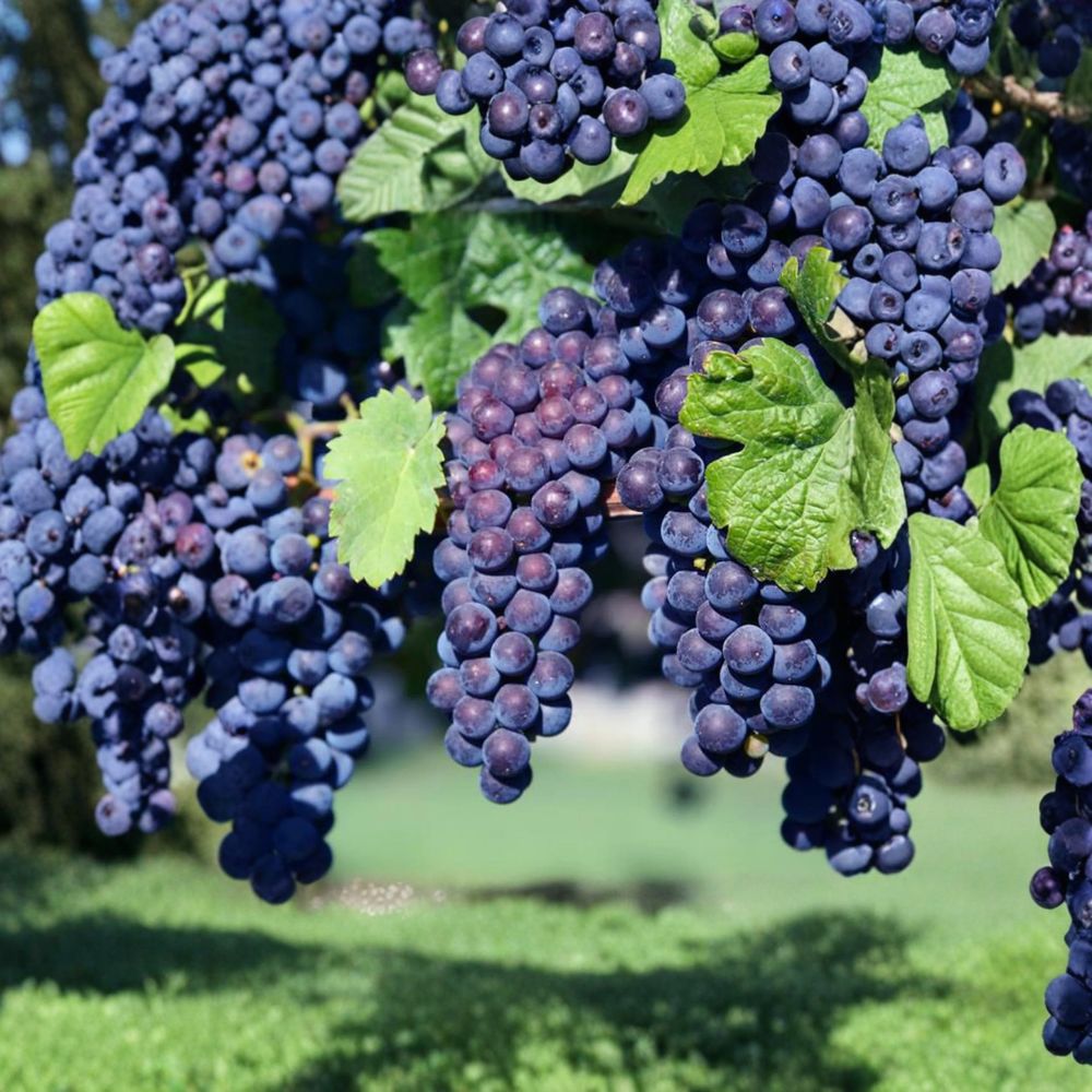 Glenora Seedless Grape Plant – Vitis labrusca Live Vine in Nursery Pot, Sweet Seedless Table Grape, Hardy Backyard Vineyard Variety