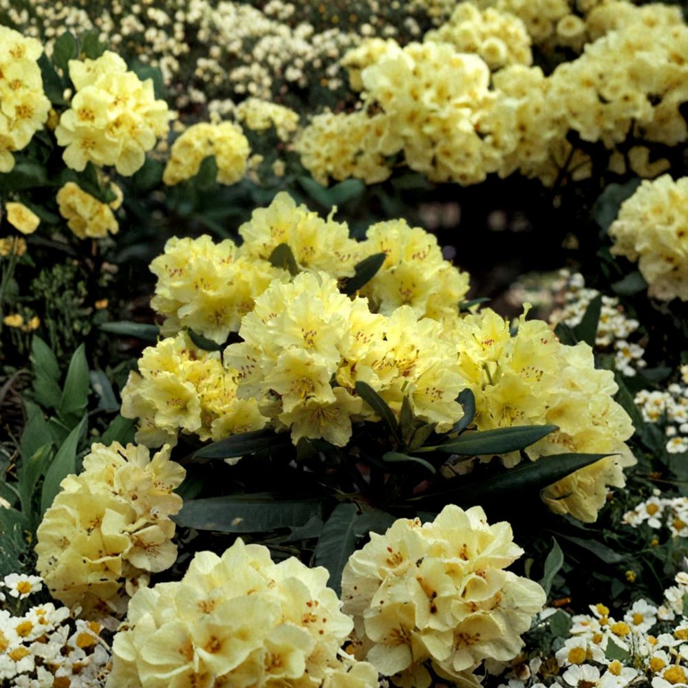 Rhododendron ‘Capistrano’ Live Evergreen Shrub | Soft Yellow Blooms | Award-Winning Hardy Plant | #2 Container Grown