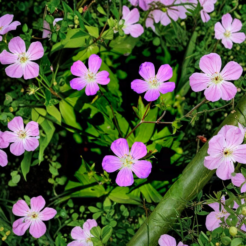 Wild Geranium Root Divisions – 5 Live Plants, Purple Blooms, Native Cranesbill Perennial, Shade & Sun Garden Plant