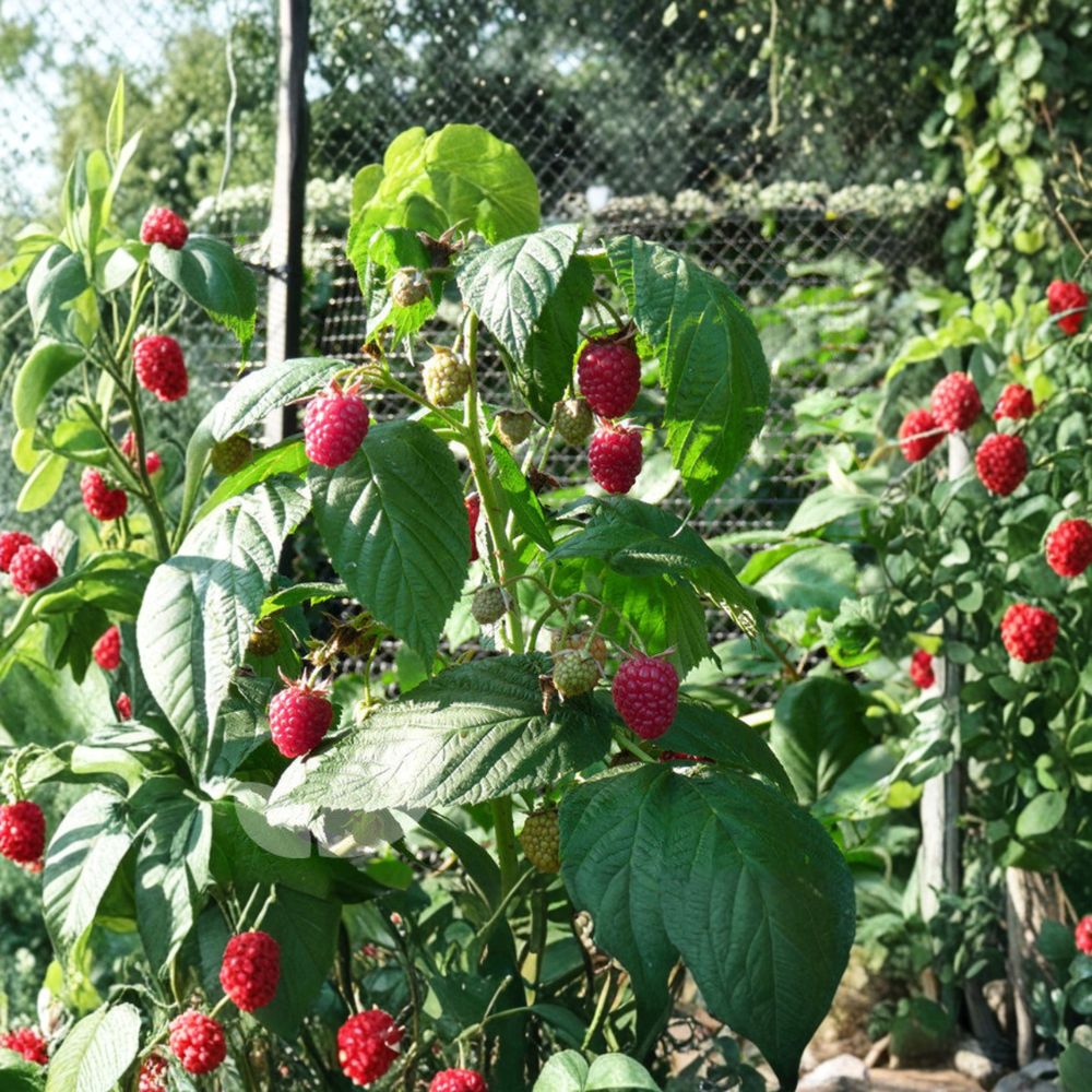 Autumn Bliss Raspberry – Live Rooted Everbearing Red Raspberry Plant for Zones 3-8 | Sweet Berry Bush | Fruit Plant