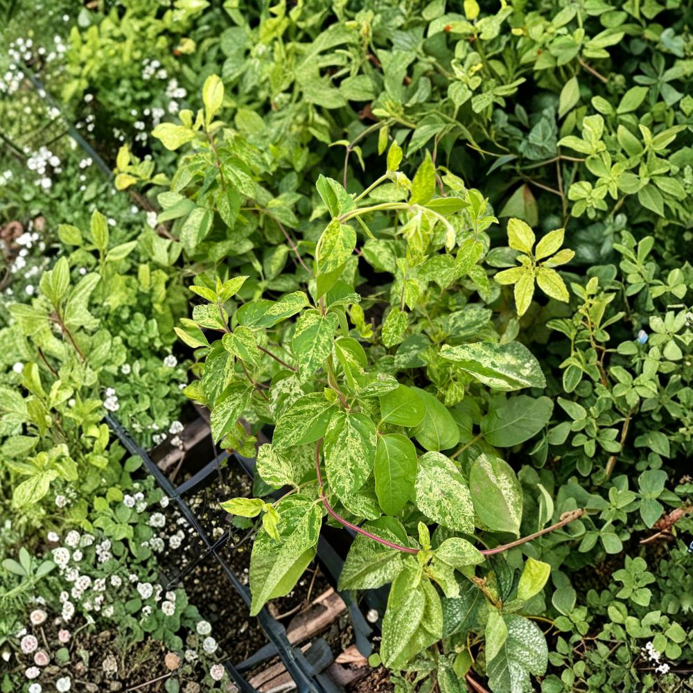 Variegated Japanese Honeysuckle Vine – Lonicera japonica ‘Mint Crisp’ Fragrant Climber with Variegated Foliage, Nursery Pot