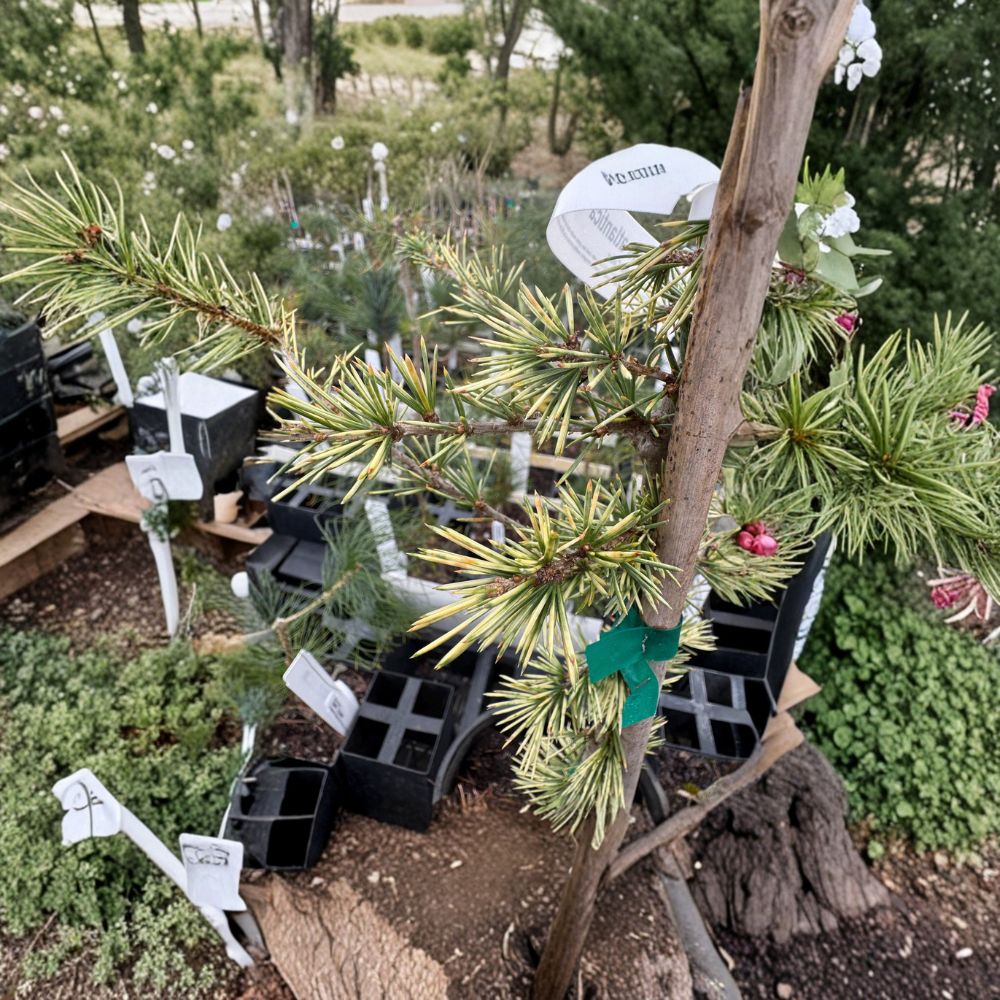 Sahara Ice Atlas Cedar - Live Evergreen Conifer 12 Inch Tall in 1 Gallon Pot | Cedrus atlantica Narrow Blue White