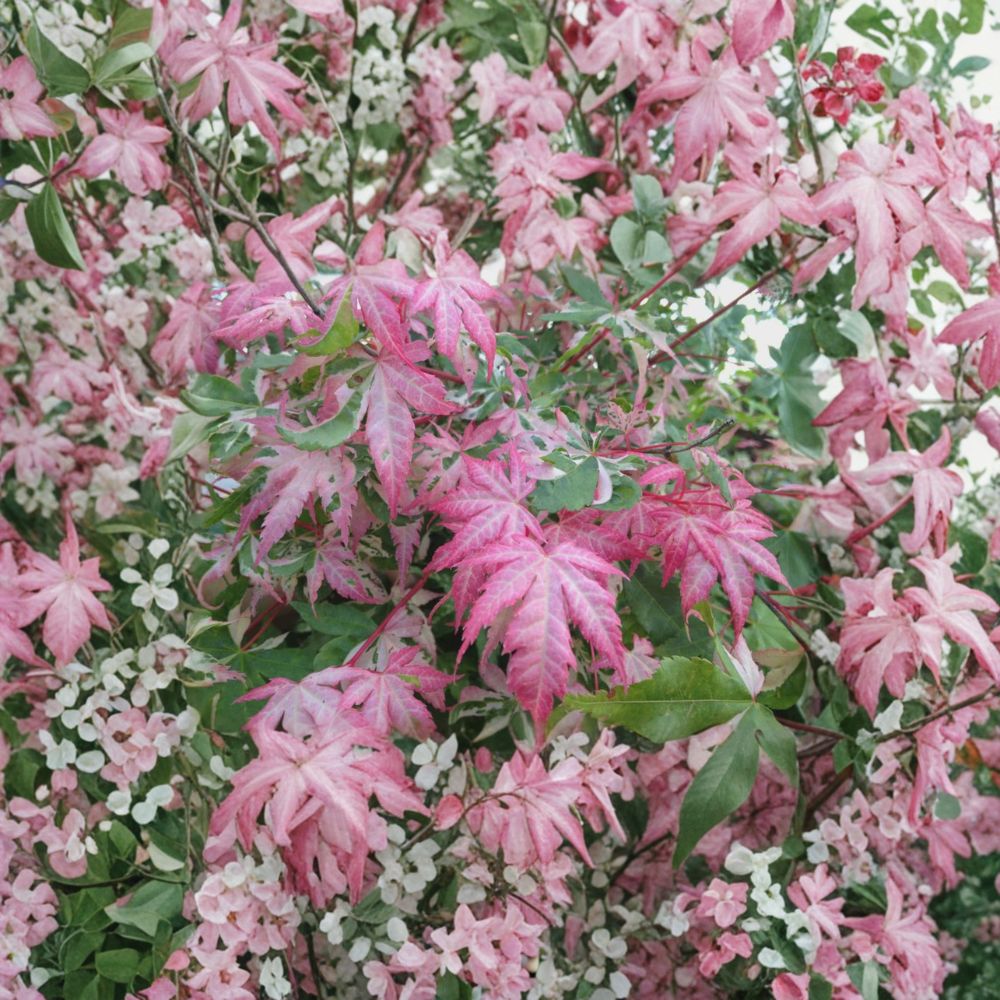 Acer palmatum ‘Oridono Nishiki’ Pink Variegated Japanese Maple Tree – 30–35 Inches Tall, Rare Collector Plant, Container Size #3