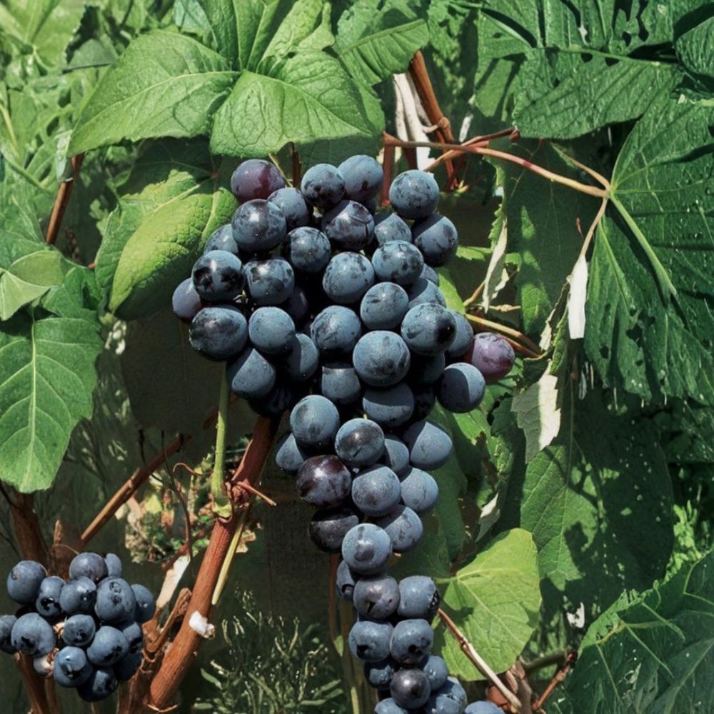 5 New York Muscat Grape Cuttings – Vitis vinifera Live Propagation, Sweet Aromatic Table Grape Variety, 纽约玫瑰葡萄插条