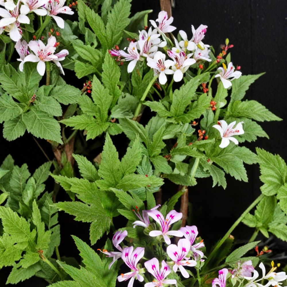 Pelargonium Citronellum Seeds – Lemon Scented Geranium, Fragrant Aromatic Plant, Pink Blooms, Easy to Grow, 5 Rare Seeds