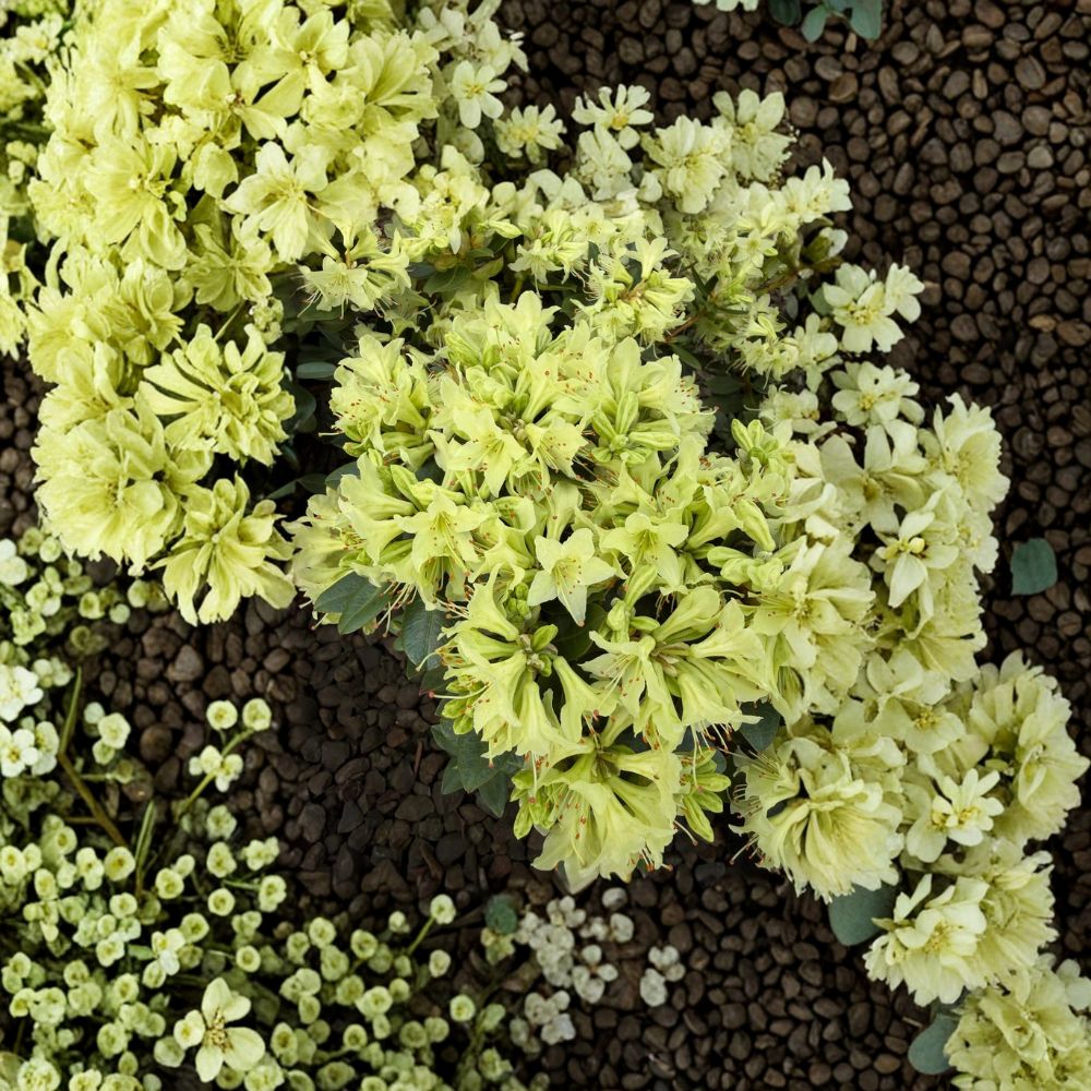 Dwarf Evergreen Rhododendron ‘Shamrock’ – Yellow Green Spring Blooms Container Plant, Compact Shrub, Hardy Garden Flower