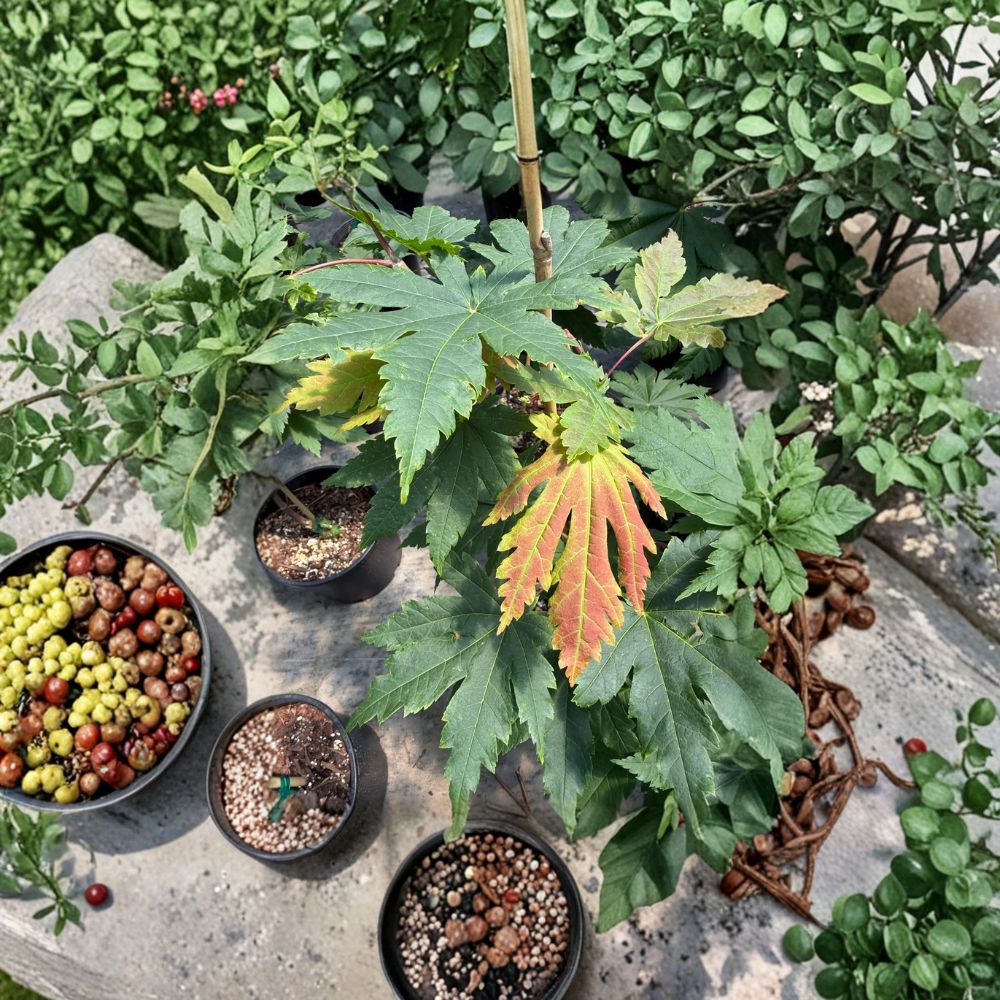 Acer japonicum ‘Attaryi’ Japanese Maple Live Tree – Rare Full Moon Leaf, Vibrant Fall Color, 20–30 Inches, Container Plant, Collector Maple