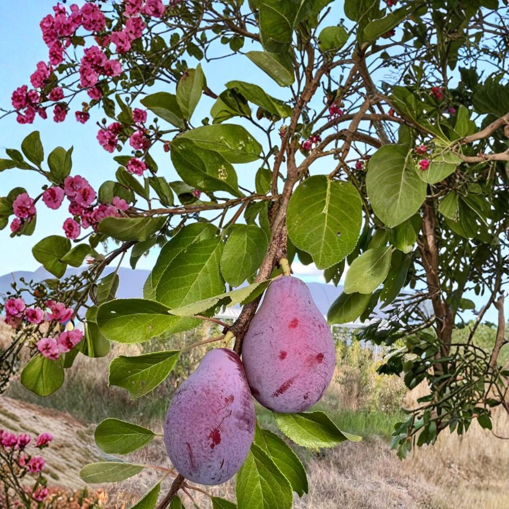 Prune D'Ente 707 European Plum Tree – Self-Fertile Fruit Tree in Nursery Pot, Sweet Freestone Prunus domestica, 3 Feet Tall