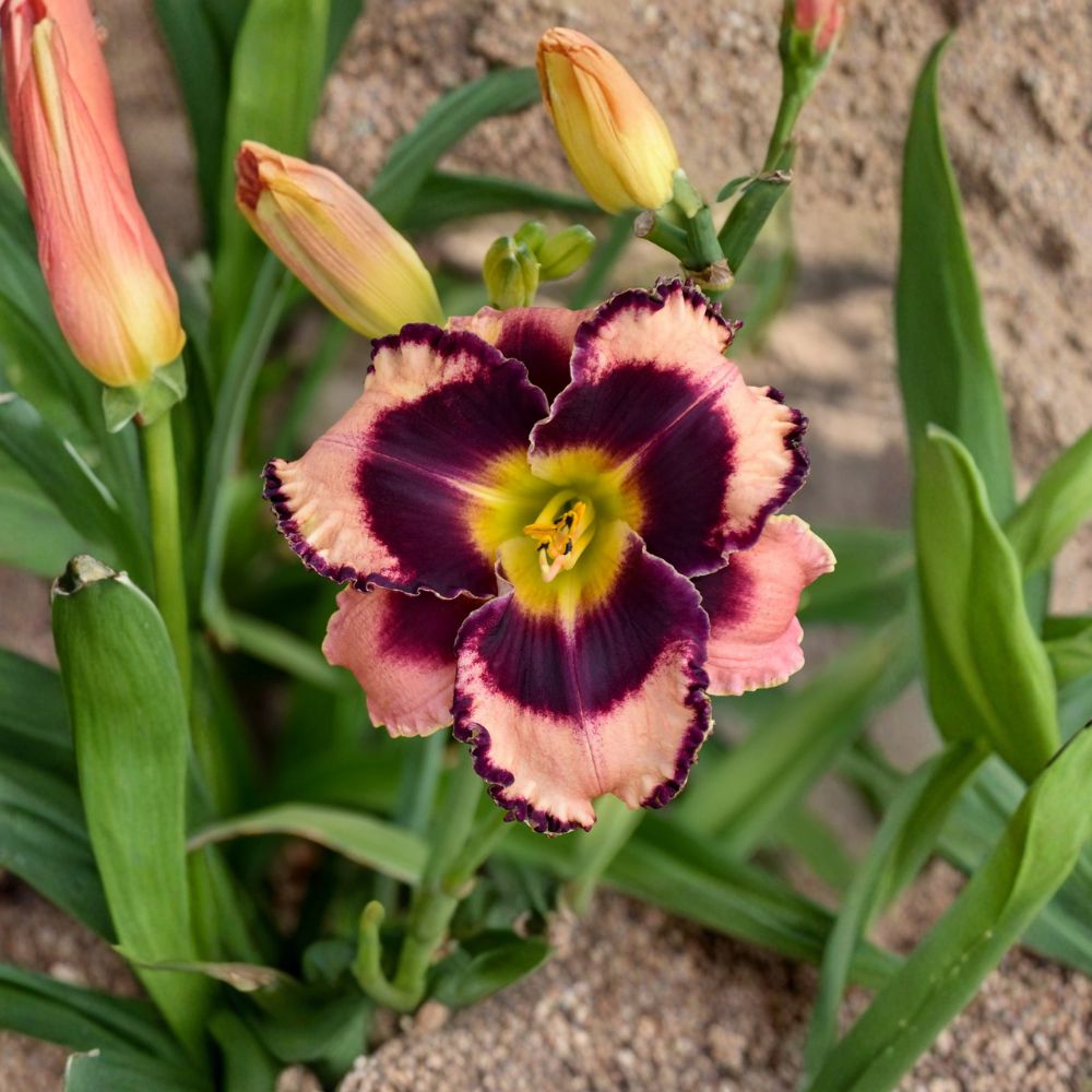 Rock Solid Daylily Bare Root Plants – Mauve Purple Hemerocallis Hardy Perennial Flower Set of 3