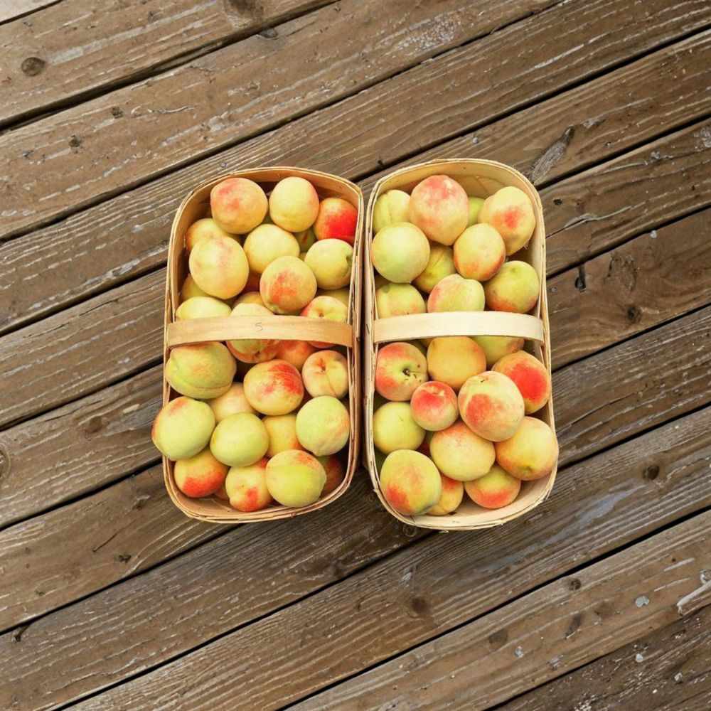 Belle of Georgia Peach Tree – Grafted White Peach Fruit Tree, Self-Pollinating, Zones 5–8