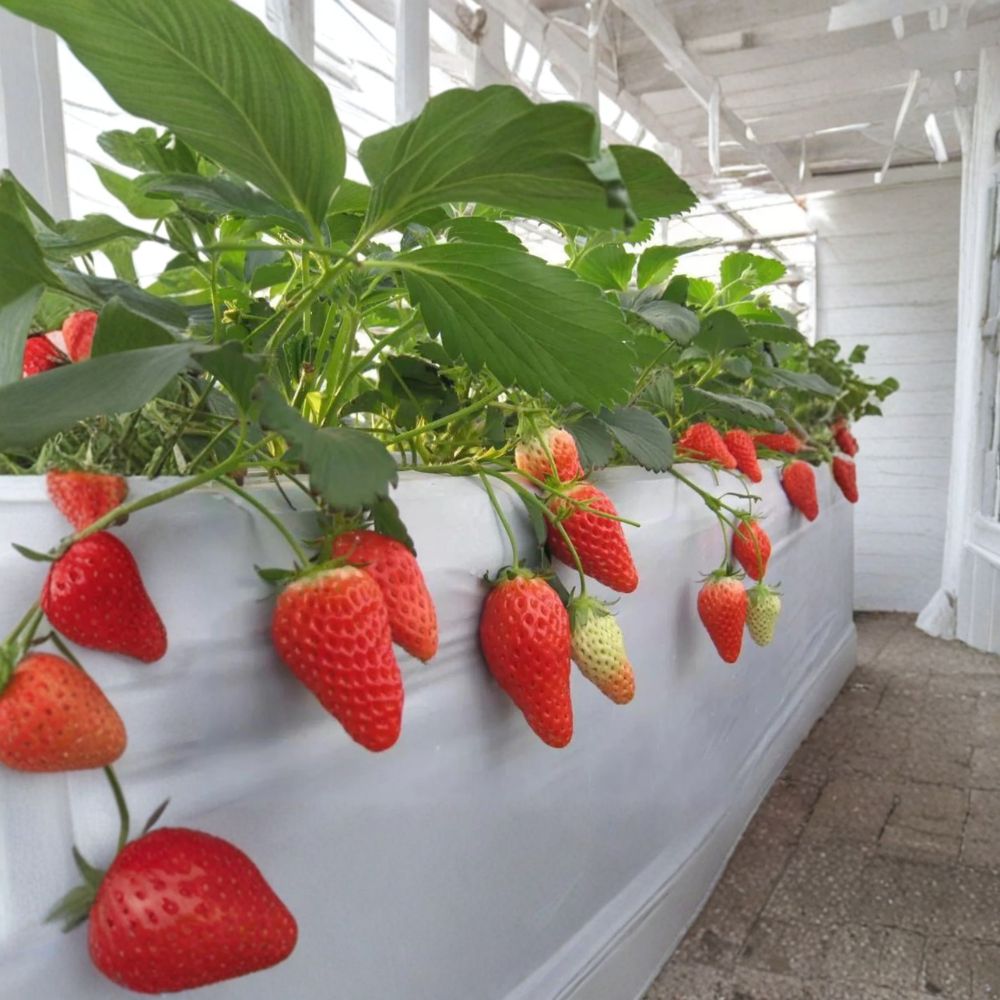 6 Akihime Japanese Strawberry Plants – Fragaria × ananassa Bare Root Plants, Sweet Juicy Strawberry Variety, Home Garden Fruit Plants