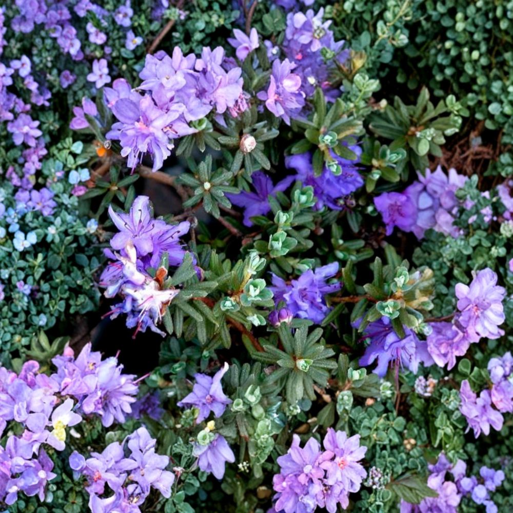 Rhododendron ‘Impeditum’ Live Evergreen Shrub, Compact Dwarf Purple Blooming Plant, Hardy Landscape Shrub, Container Grown