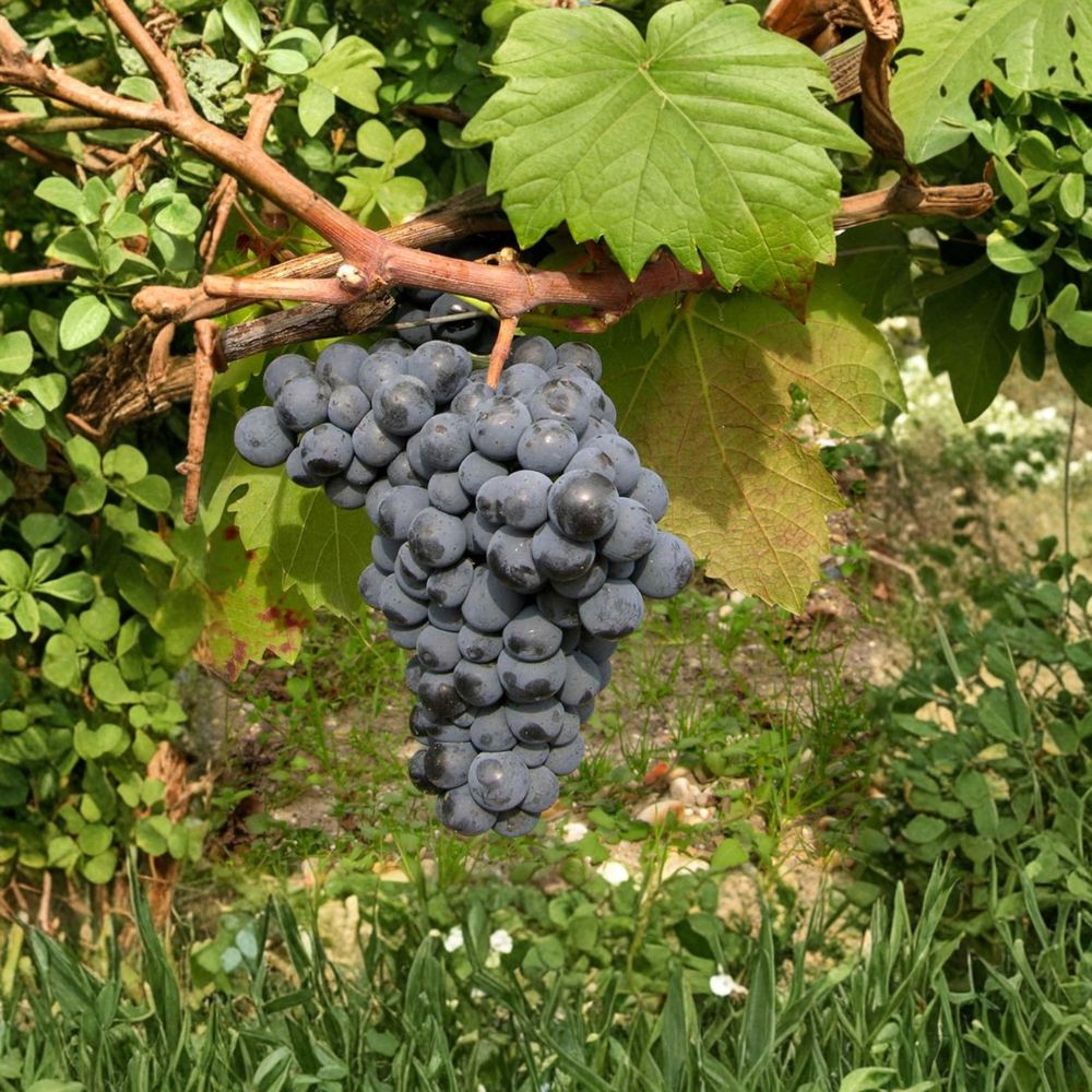 Carmine Wine Grape Plant – Vitis vinifera Live Vine in Nursery Pot, Cold Hardy Red Wine Grape for Backyard Vineyard and Winemaking