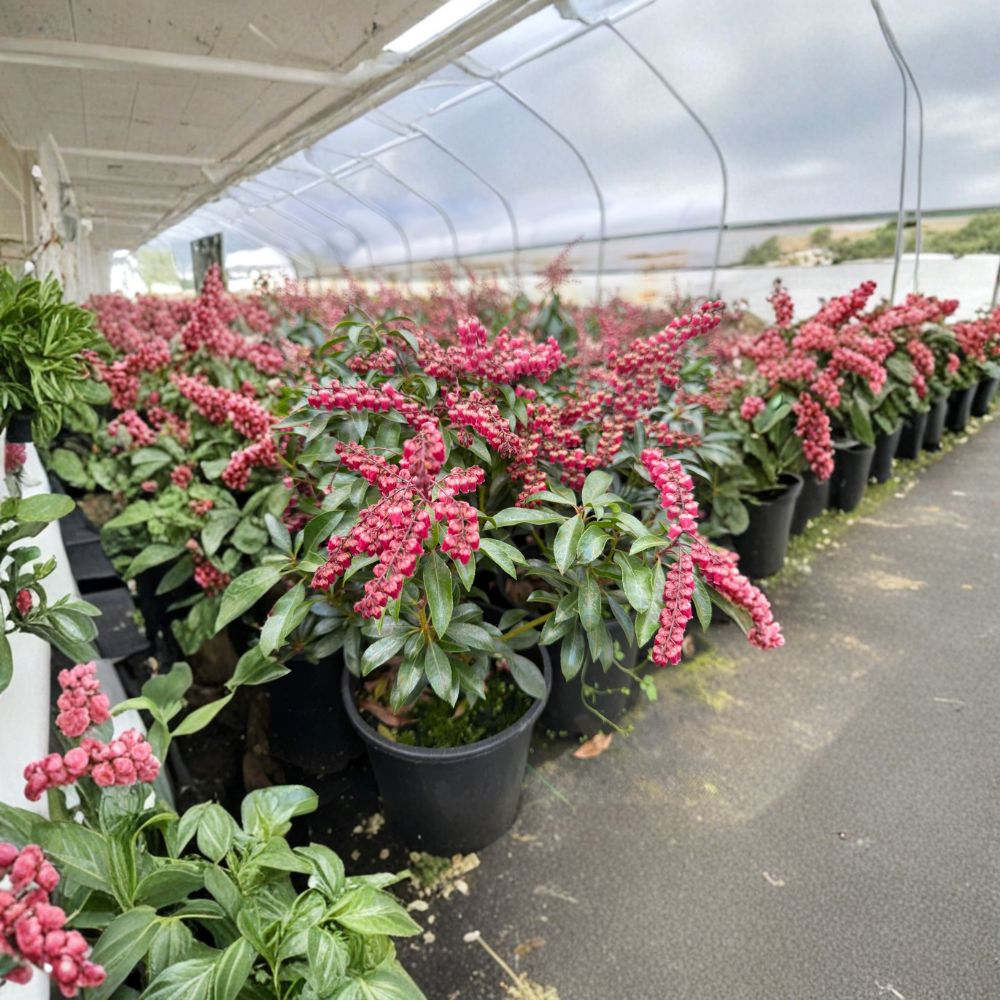 Pieris japonica ‘Valley Valentine’ – Evergreen Shrub, Pink Red Spring Blooms, Shade Garden Plant, Container Size