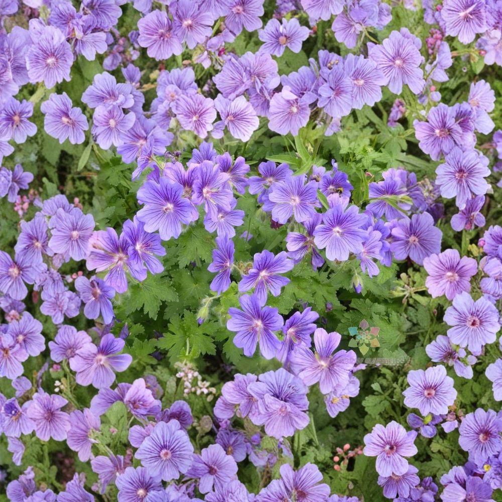 Purple Cranesbill Geranium Seeds – Geranium x magnificum Hardy Perennial Flower Pack of 25+ Seeds Vibrant Purple Blooms for Garden Planting
