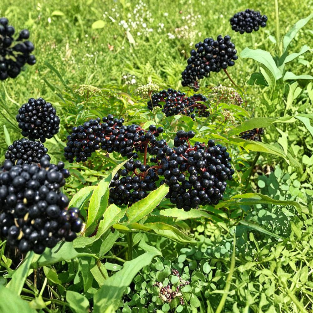 American Elderberry Plant – Live Rooted Shrub for Edible Berries | Zones 4-9 | Sambucus canadensis
