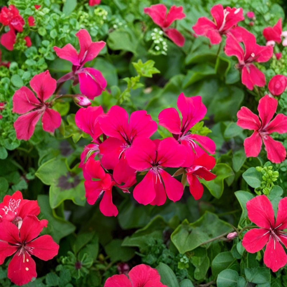 Reach Out Hot Pink Ivy Geranium Seeds – Trailing Pelargonium, Bright Pink Flowers, Easy to Grow, 15 Seeds for Hanging Baskets
