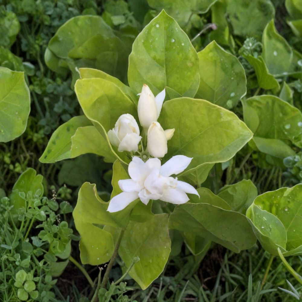 Belle of India Jasmine Plant – Jasminum sambac – Fragrant White Blooms – Indoor Outdoor Tropical Plant in 8–10" Pot