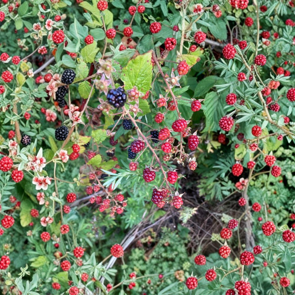 Allegheny Blackberry Plant – Live Rooted Cane, Wild Blackberries, Zones 3–8, Edible Fruit, Lush Foliage, Hardy Garden Berry
