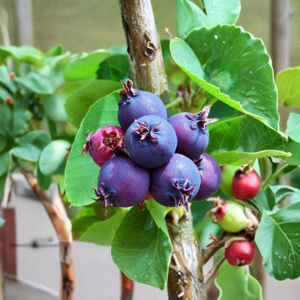 Saskatoon Serviceberry Plant – Live Rooted Shrub with Edible Berries | Amelanchier alnifolia | Zones 4–7