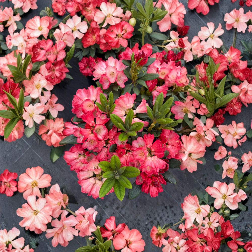 Rhododendron ‘Bruce Briggs’ Live Evergreen Shrub | Bright Red Blooms | Compact Hardy Landscape Plant | #2 Container Grown