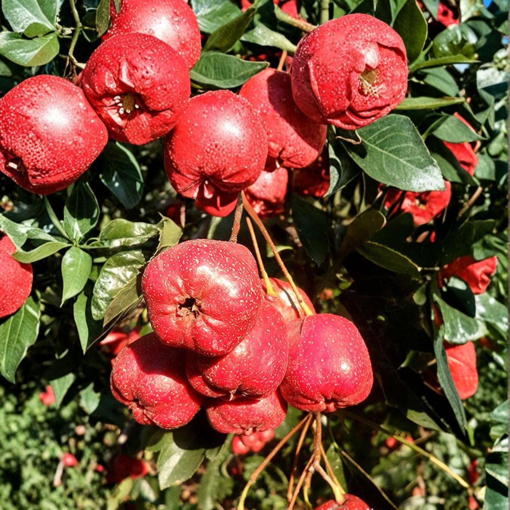 Giant Star Chinese Hawthorn Tree – Crataegus pinnatifida Bare Root Edible Fruit Tree | Large Sweet Hawthorn | Hardy Garden Orchard