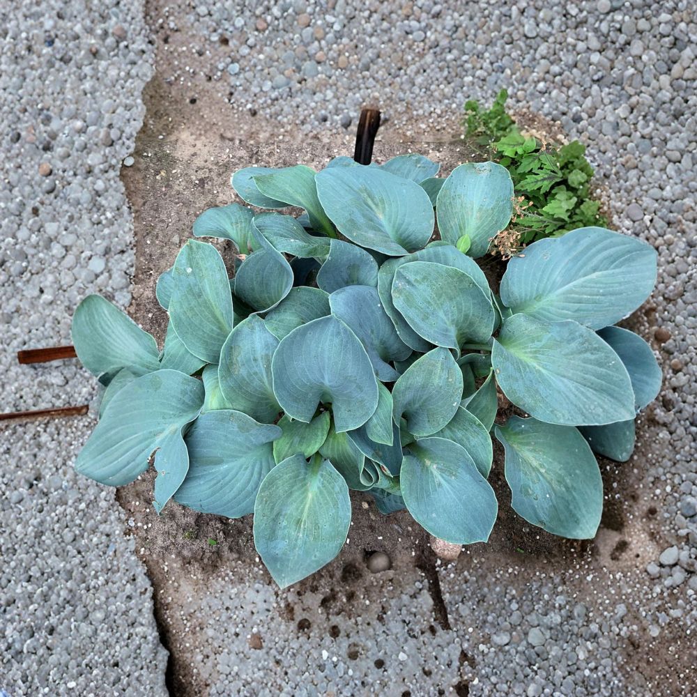 Silver Bullet Hosta – Live Bare Root Shade Perennial – Thick Blue Foliage – Slug Resistant Garden Plant – 3 Inch Starter Plant
