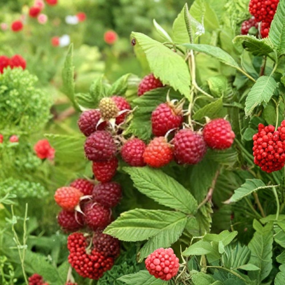 Prelude Raspberry Plant – Live Rooted Everbearing Red Raspberry Cane for Zones 4–7 | Early Season Berry Plant