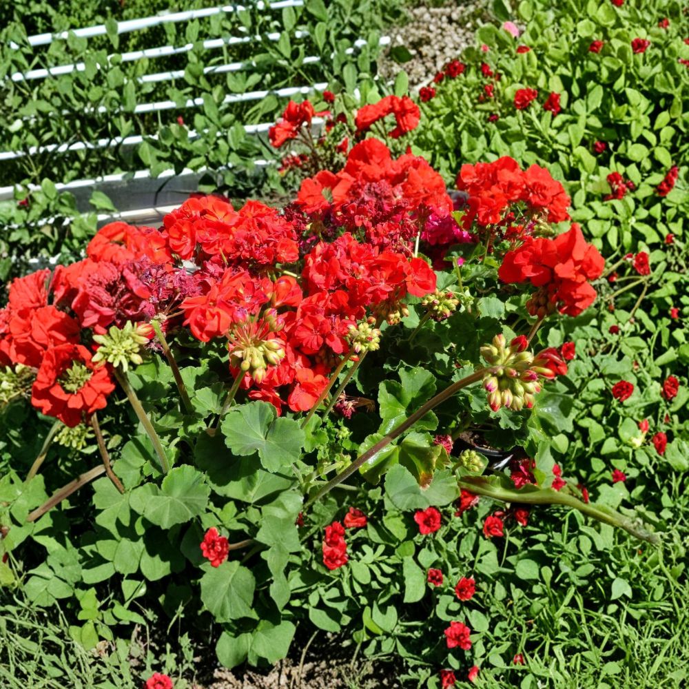 Bright Red Geranium Cuttings – Pelargonium Live Plant | 6 Fresh 6-Inch Cuttings | Fragrant Hardy Flowers for Patio & Container