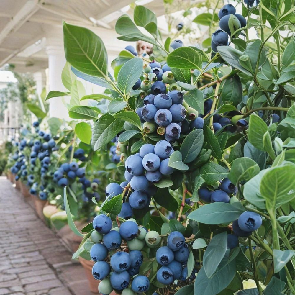 Vaccinium ‘Sunshine Blue’ Blueberry Plant – Semi-Evergreen Southern Highbush, Compact Patio Container, 2 Plants Bundle