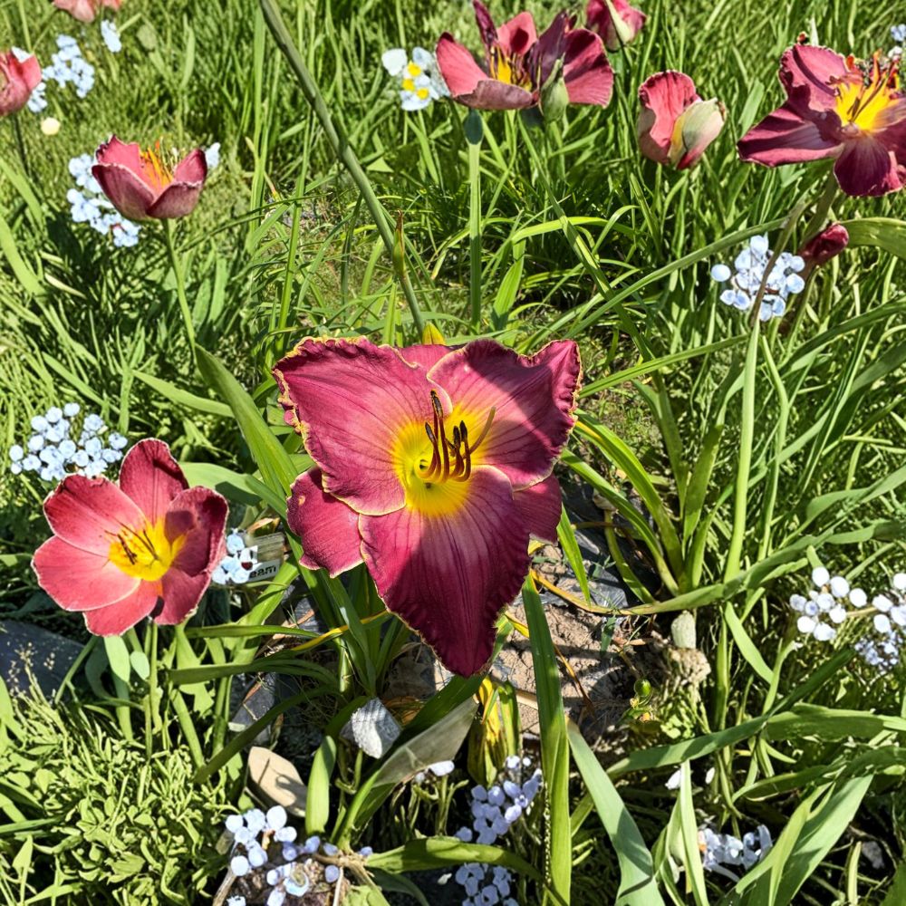 Exquisitely Subversive Daylily Bare Root Plants – Hardy Hemerocallis Perennial Flowering Garden Plants (3 Pack)
