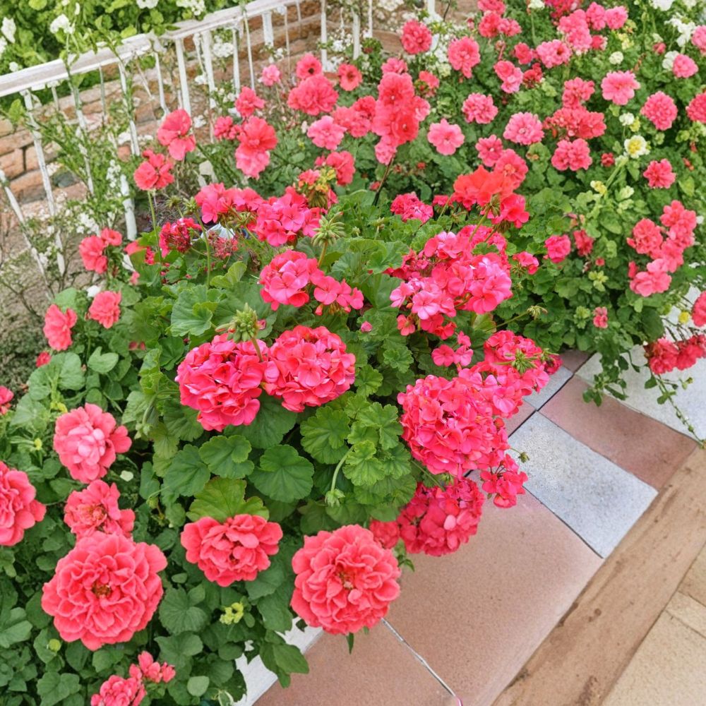 Red Orange Geranium Cuttings – Pelargonium Live Plant, 5 Fresh 6-Inch Stems, Fragrant Patio Flowers, Easy to Root, Hardy Blooming Plant