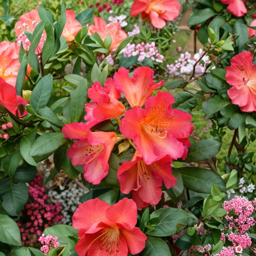 Rhododendron ‘Golden Gate’ Live Evergreen Shrub | Orange & Red Blooms | Compact Hardy Landscape Plant | Field Grown 12–15 Inches Wide