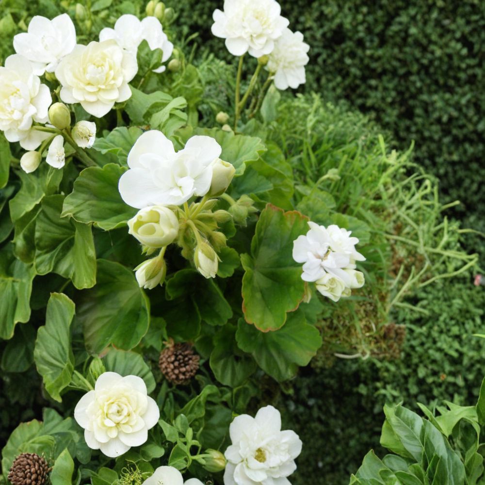 Americana White Geranium Cuttings – Pelargonium Zonal, 5 Unrooted 4-5 Inch, White Blooms, Patio & Container Plant, Easy to Root