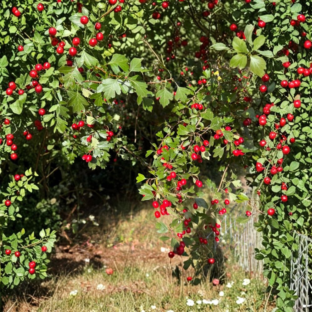 Wild Hawthorn Tree Live Plant – Crataegus Rootstock in Nursery Pot, Hardy Wildlife-Friendly Chinese Hawthorn for Gardens