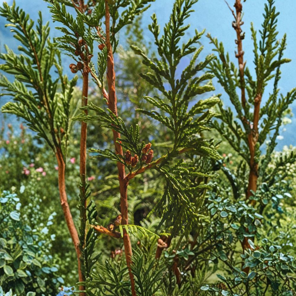 Western Red Cedar Live Evergreen Tree | Thuja plicata | Privacy Hedge & Fast Growing Conifer | #1 Container Size